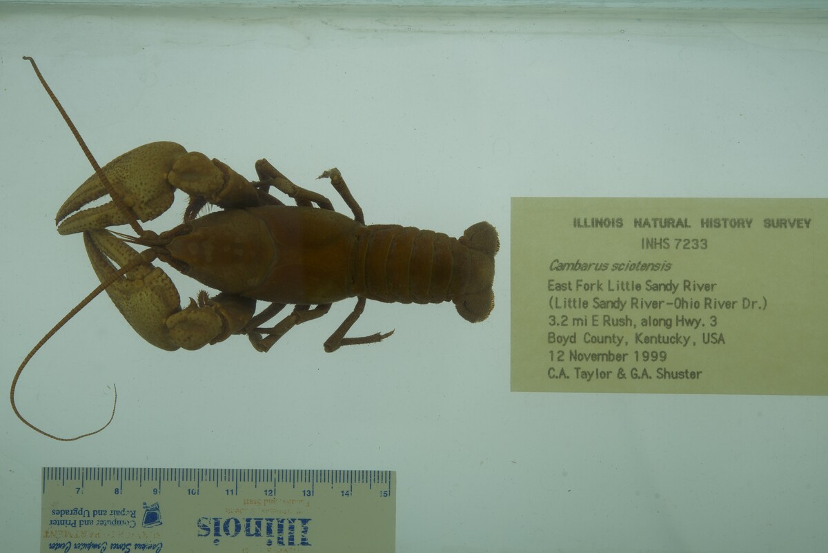 Cambarus (Cambarus) image